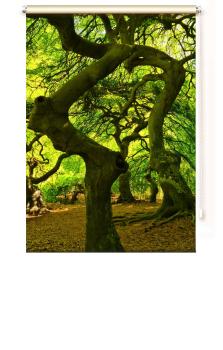 Extartiqe Duschrollo - Zauberbaum
